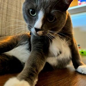 A picture of this cat ♡